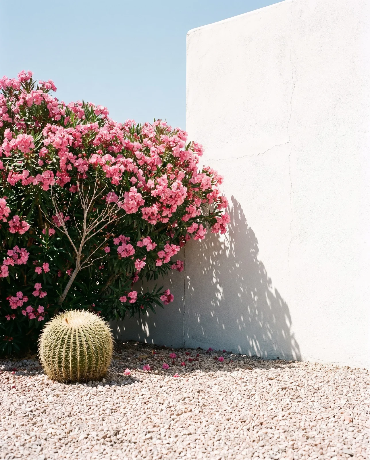 A pink oleander hedge in full bloom in hard midday sun against a white wall with sharp shadows