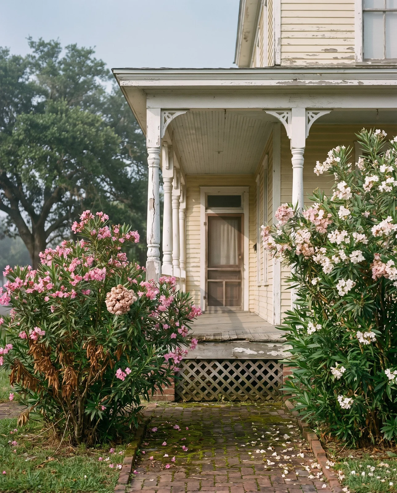 Old oleanders in bloom in front of a raised Victorian house with a deep porch in Galveston