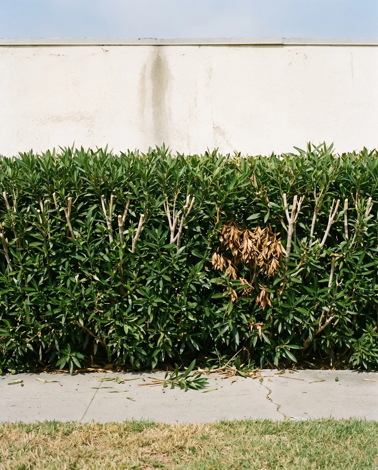An oleander hedge sheared flat and square with dense leaves and no flowers beside a sunny sidewalk