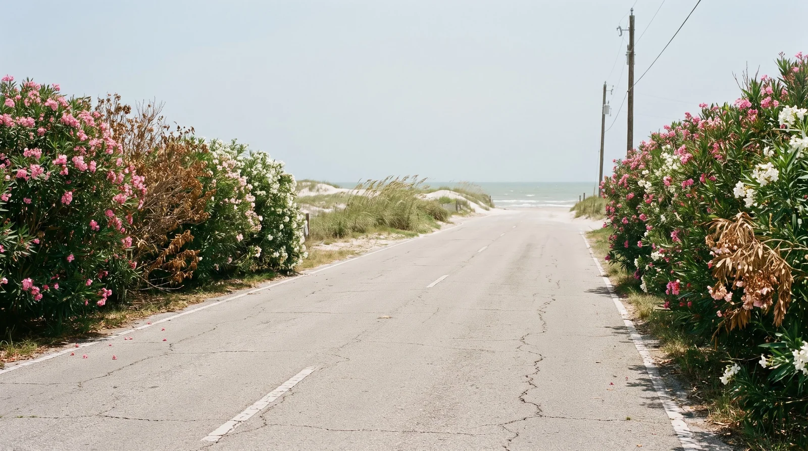 Wide view of pink and white oleanders blooming along a coastal road with a hazy Gulf sky and dunes