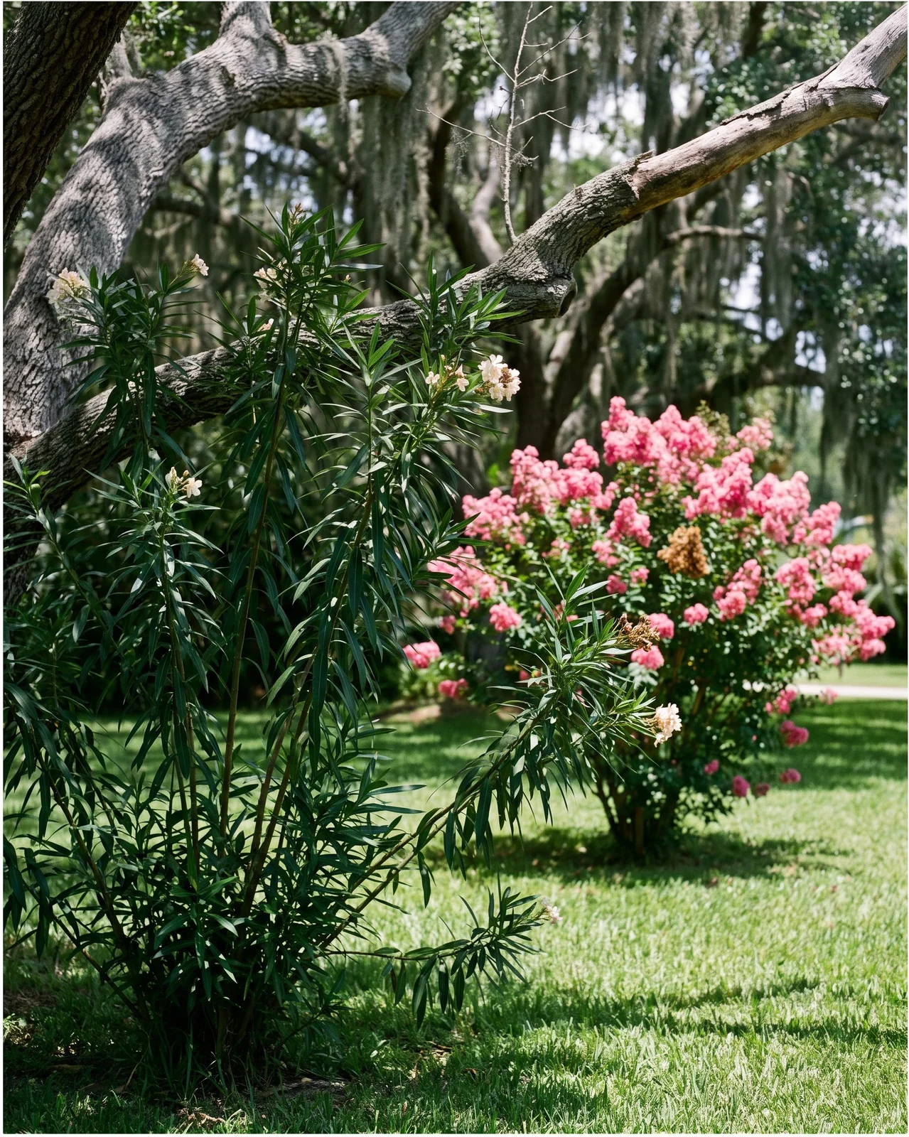 A leafy oleander with few flowers growing in the shade of a big live oak beside a sunny one in bloom