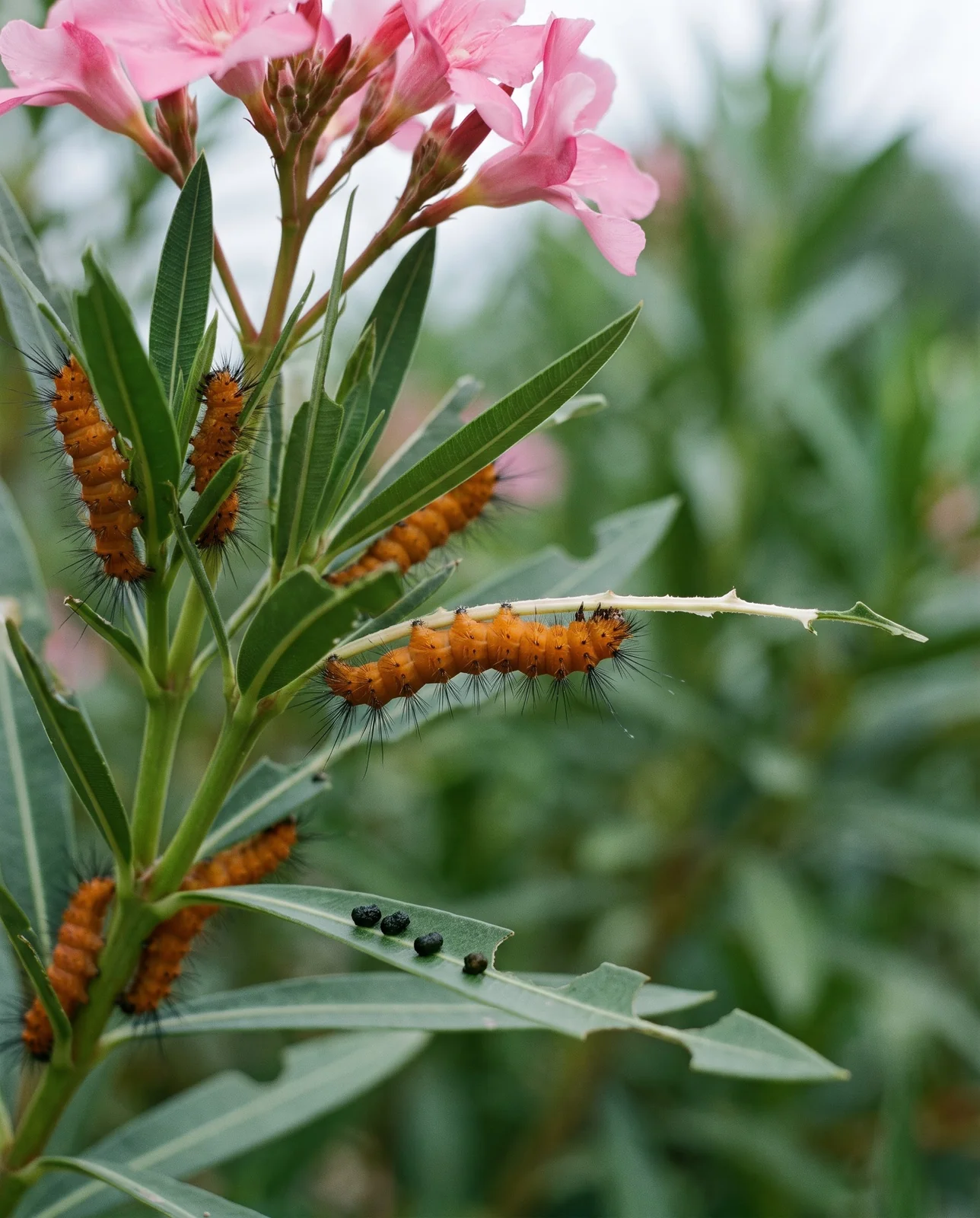 Orange oleander caterpillars with black tufts chewing narrow oleander leaves down to the midrib