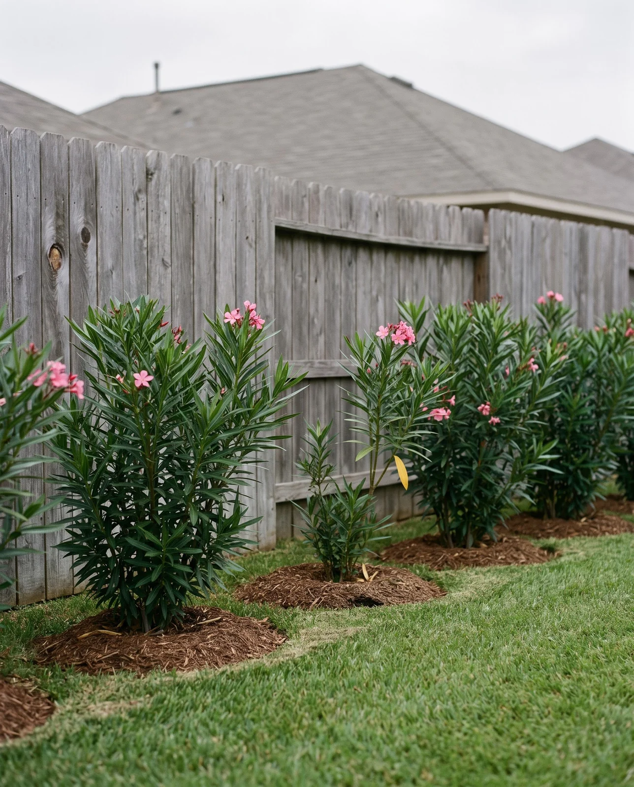 A row of young oleanders planted as a privacy screen along a back fence with mulch rings and a lawn