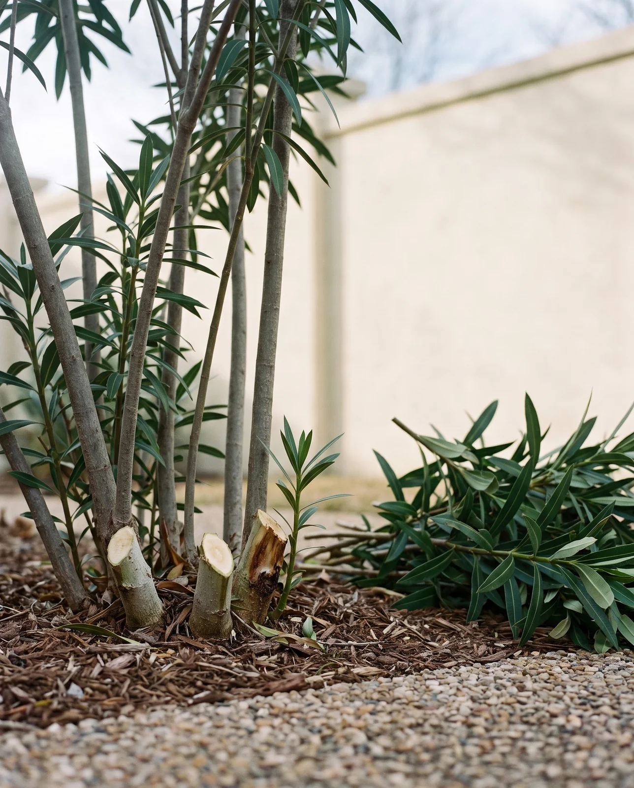 The base of an oleander shrub after thinning with a few older stems cut to the ground and the rest left