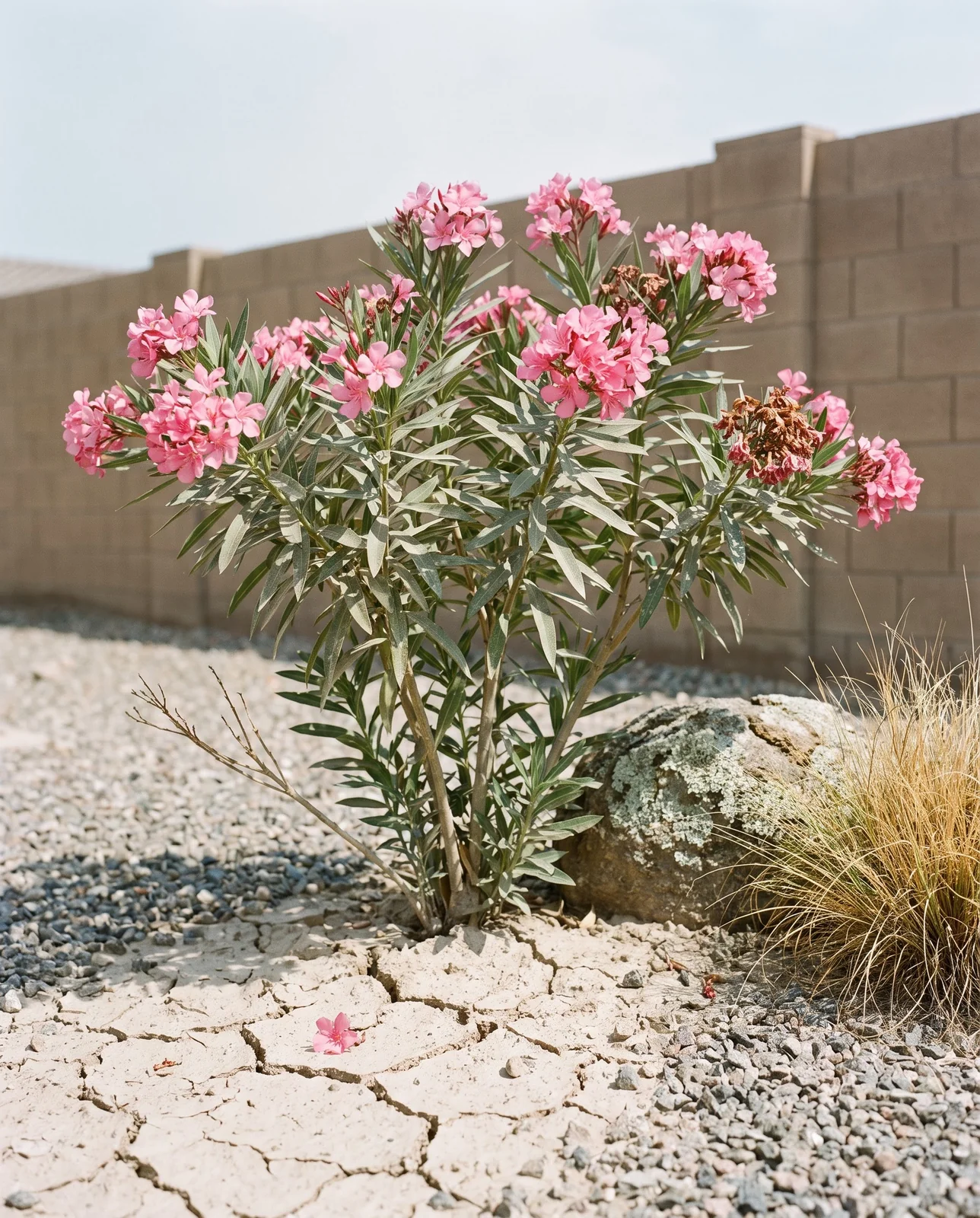 An oleander in bloom in dry cracked soil and gravel with no irrigation in a hot yard