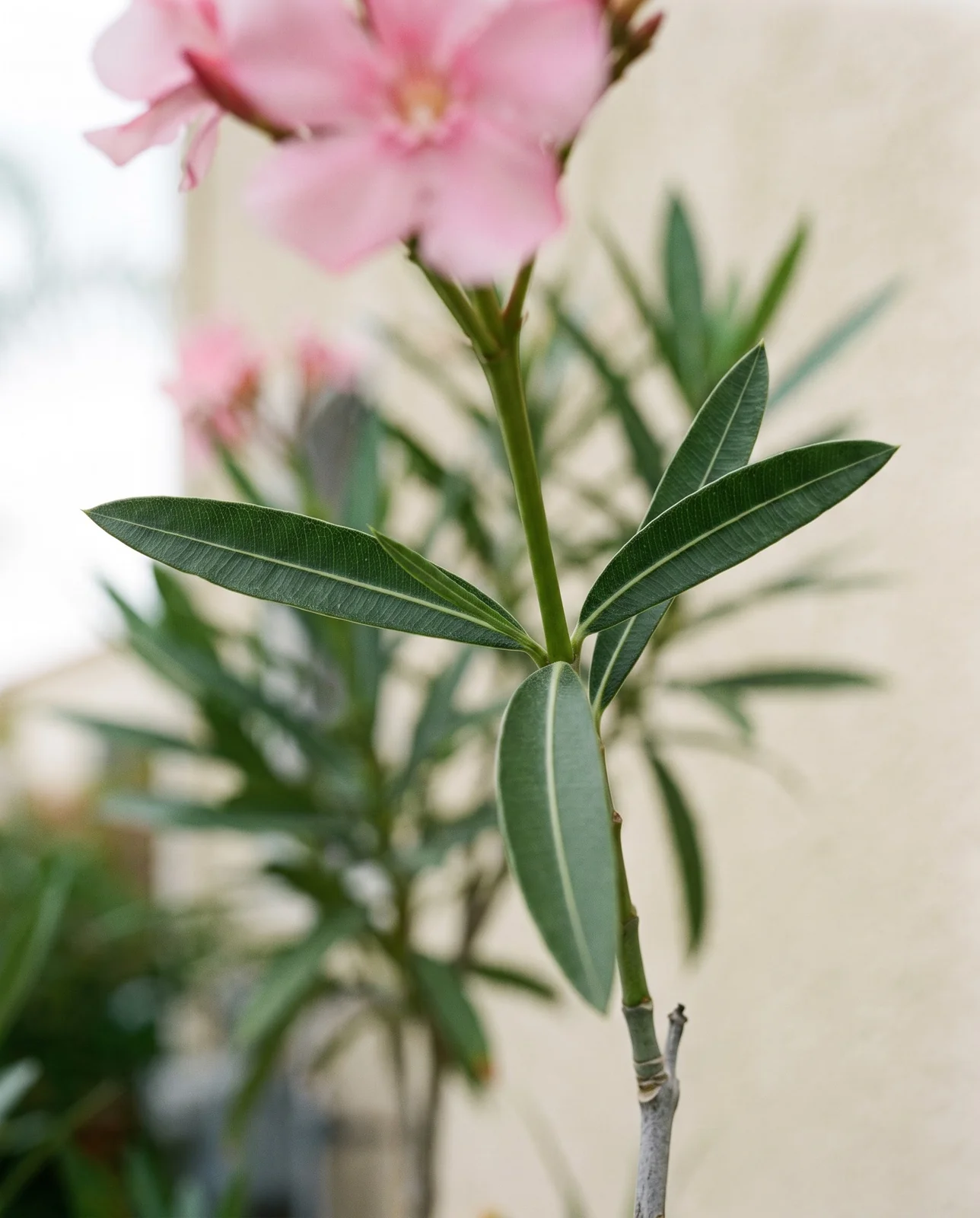 Close view of oleander leaves in whorls of three on a stem with their pale midribs and leathery surface