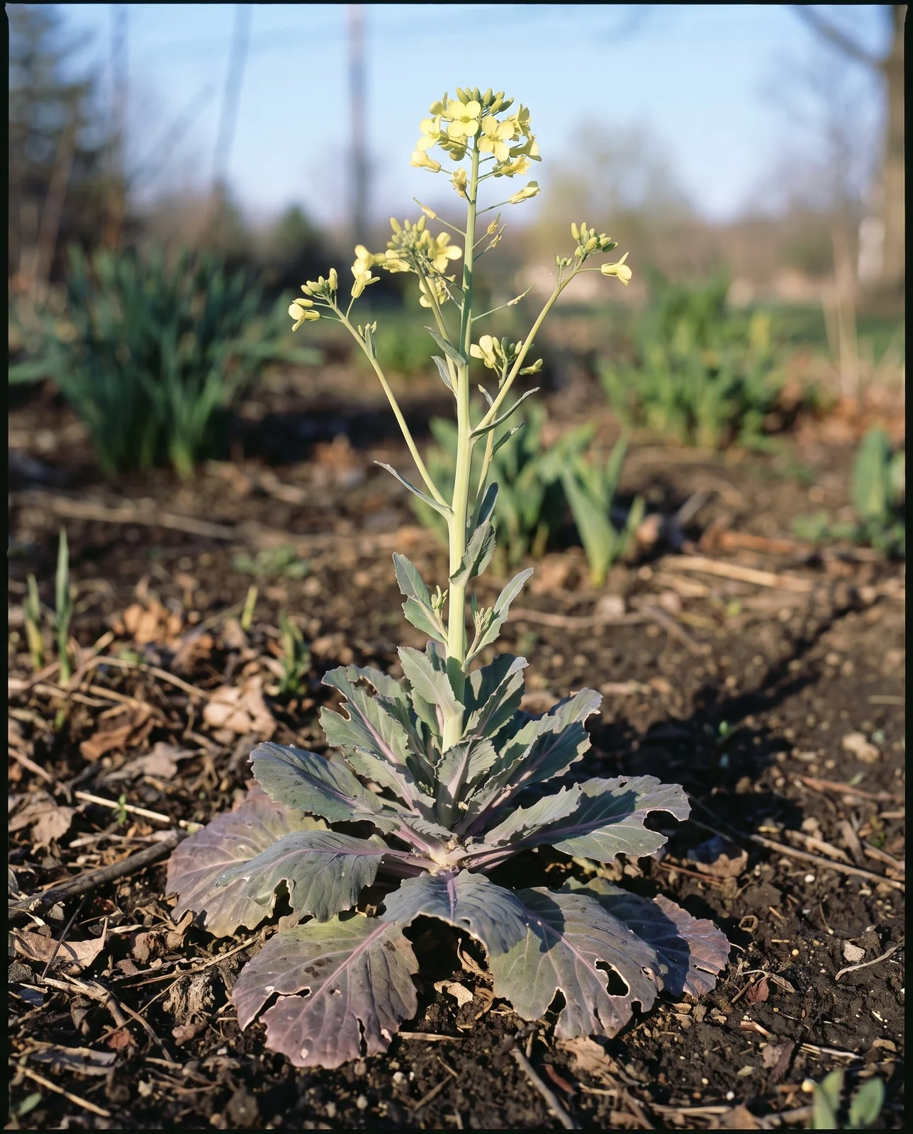 Overwintered ornamental kale plant bolting with an emerging yellow flower stalk.
