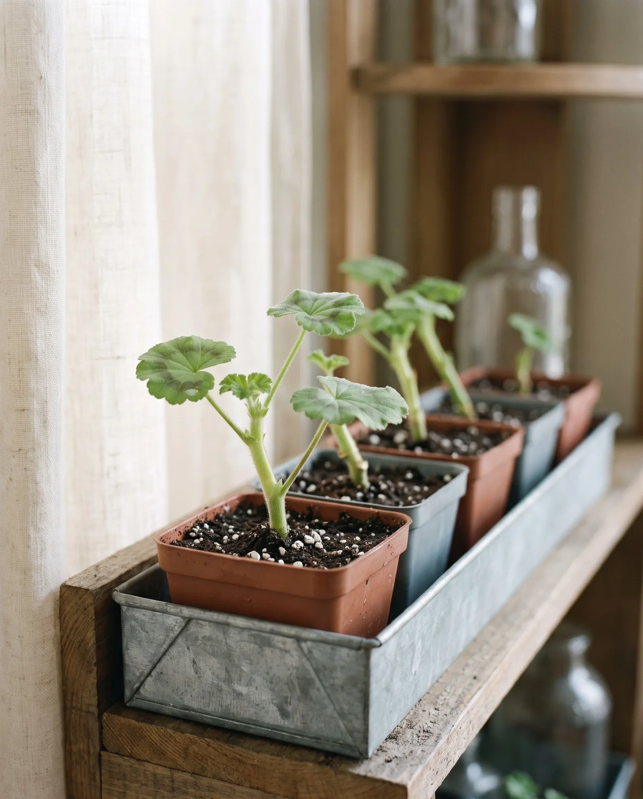 Freshly rooted geranium stem cuttings growing in small nursery pots near window.