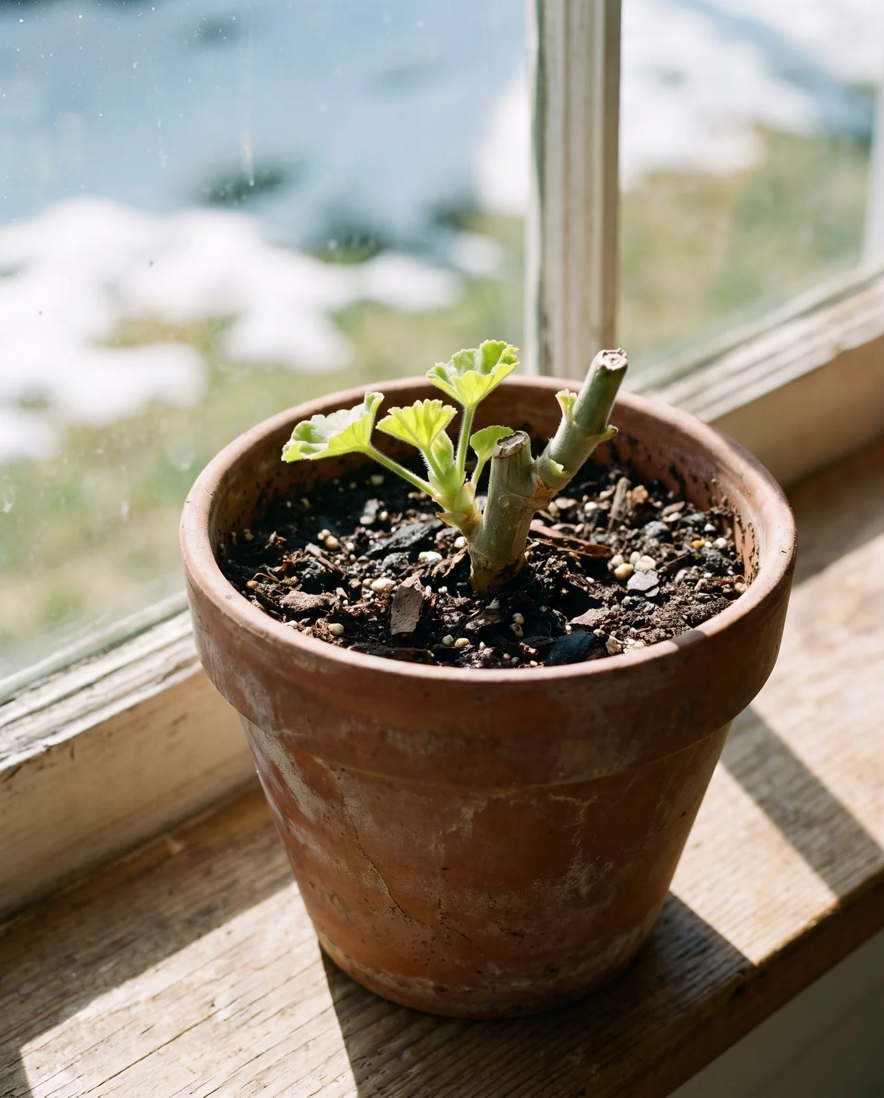 Pruned geranium stem in pot showing fresh green early spring shoot growth.