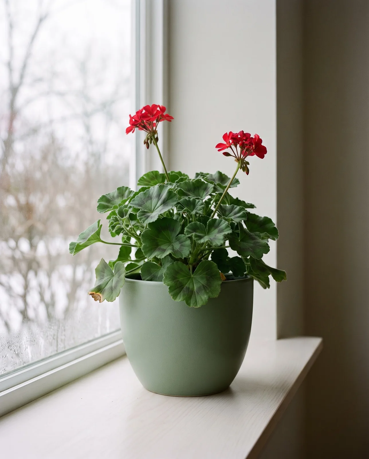 Trimmed potted geranium resting on an indoor painted windowsill in winter sunlight.