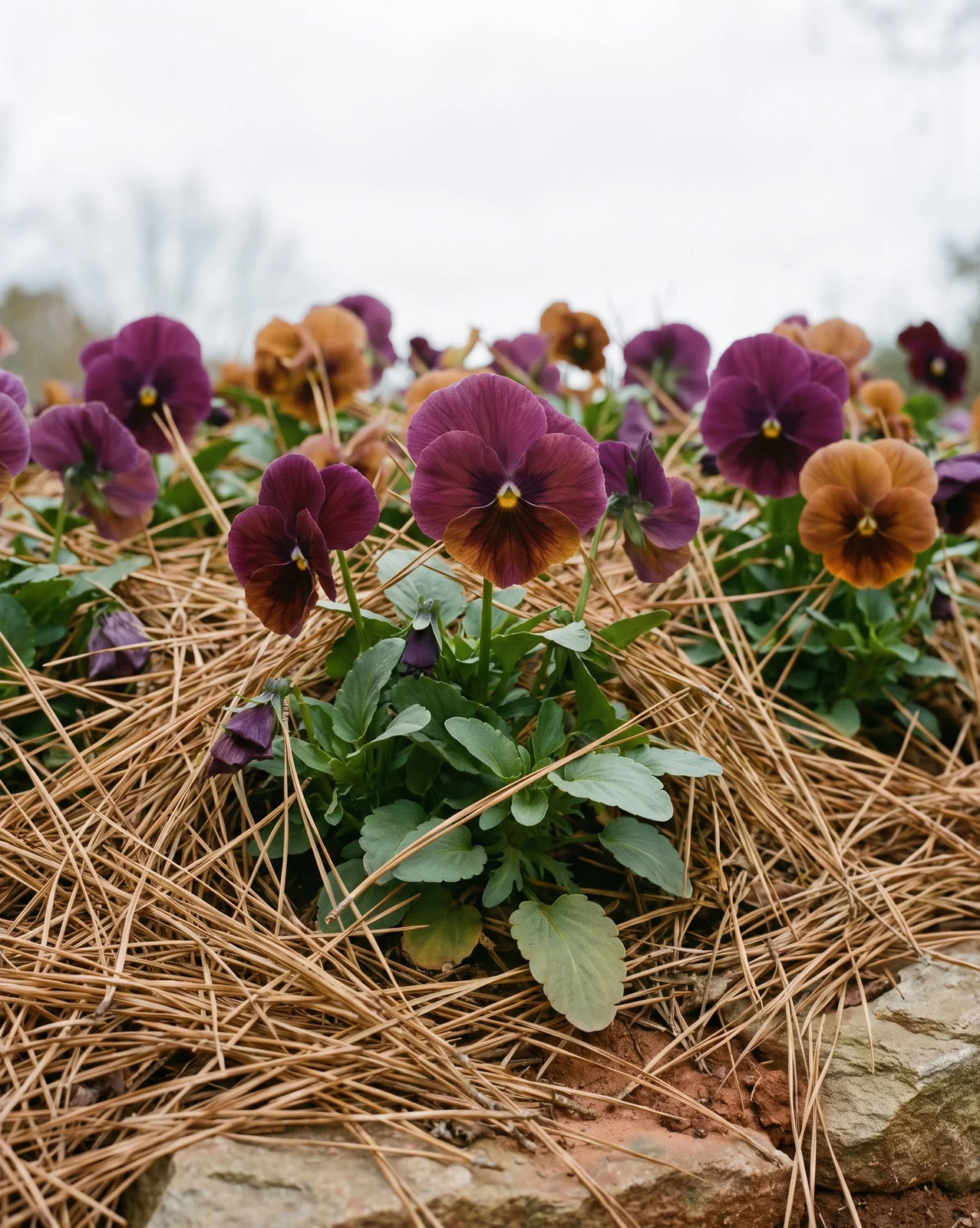 Garden pansies mulched with golden pine straw for winter protection