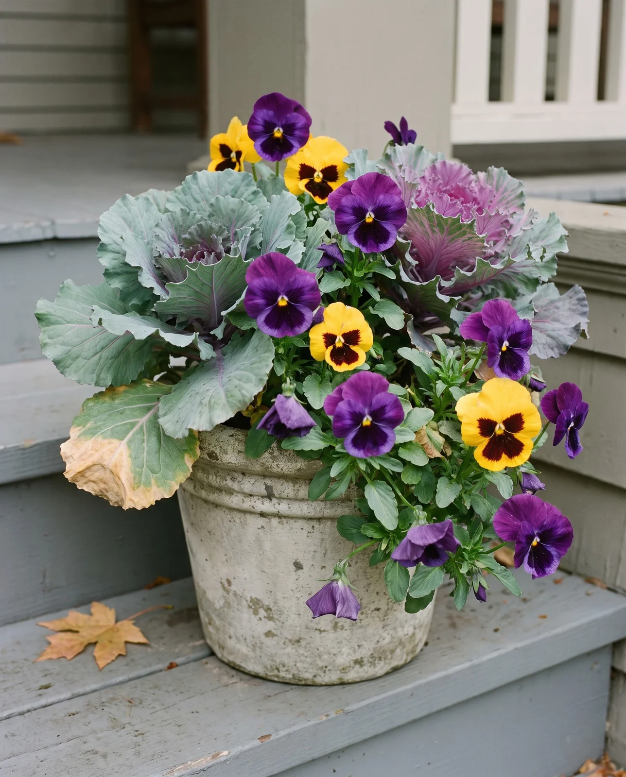 Mixed container of purple pansies and ornamental kale on porch steps