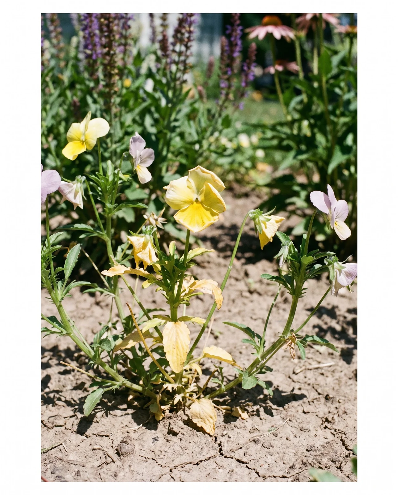 Leggy declining pansies in summer heat with faded petals and dry soil