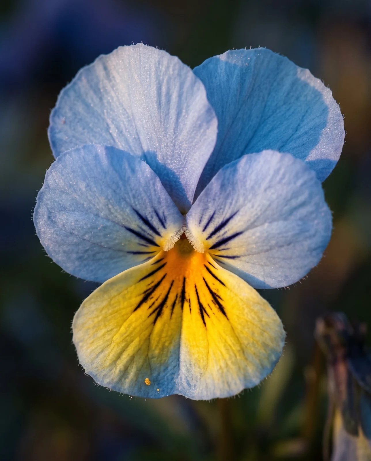 Macro close-up of a blue and yellow pansy face and throat
