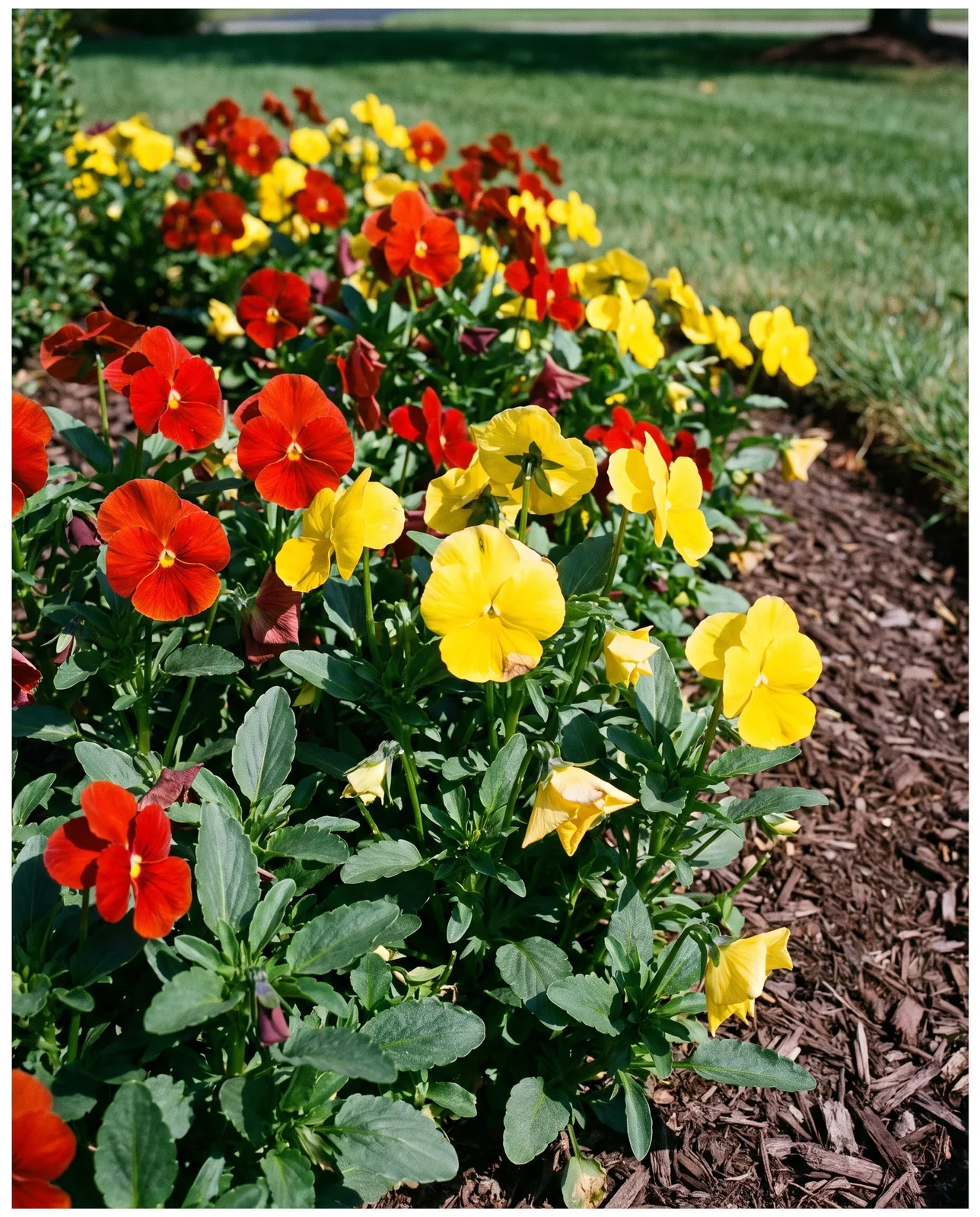 Compact pansies growing upright in full sun within a mulched bed