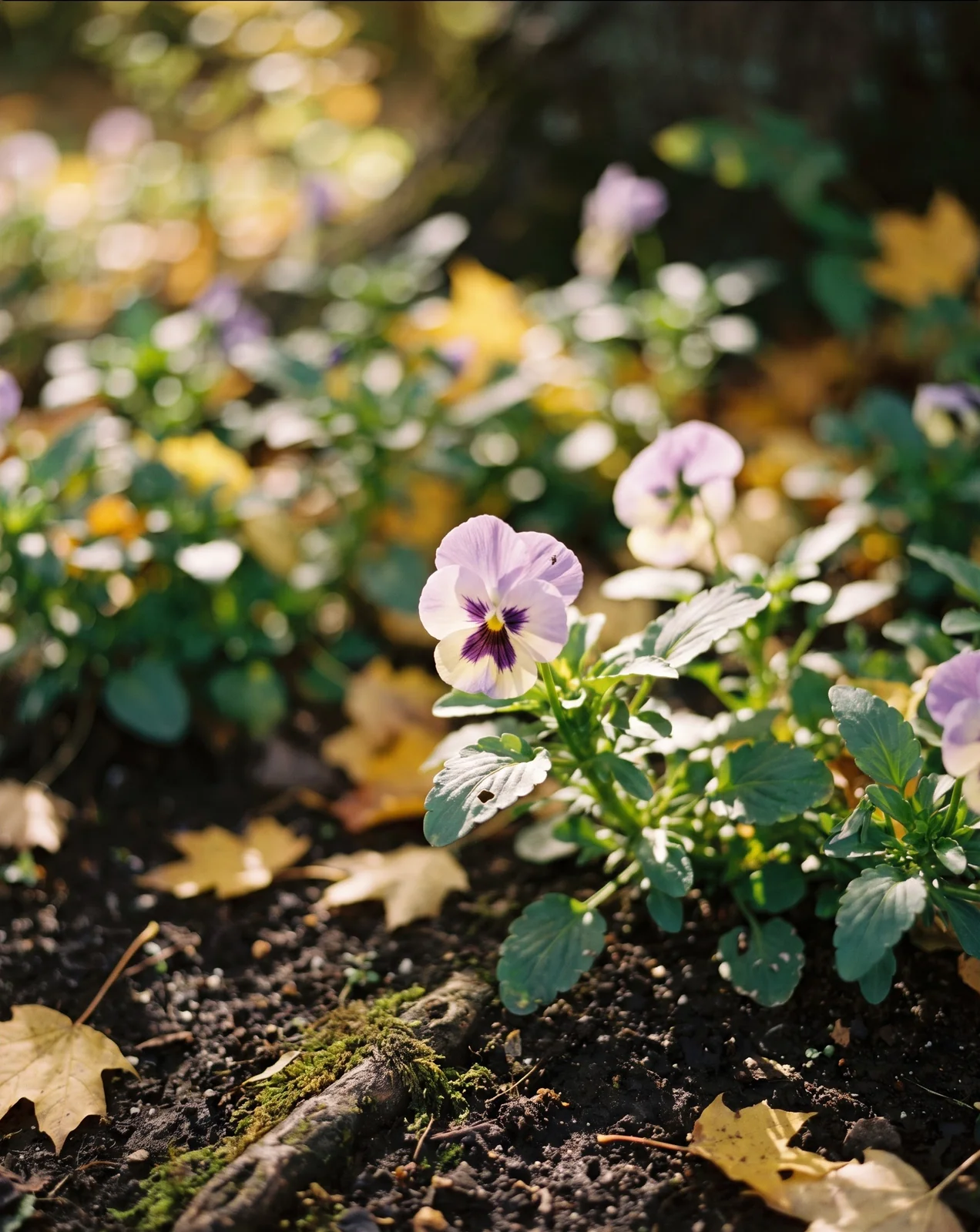 Pastel pansies growing in dappled shade under autumn deciduous trees