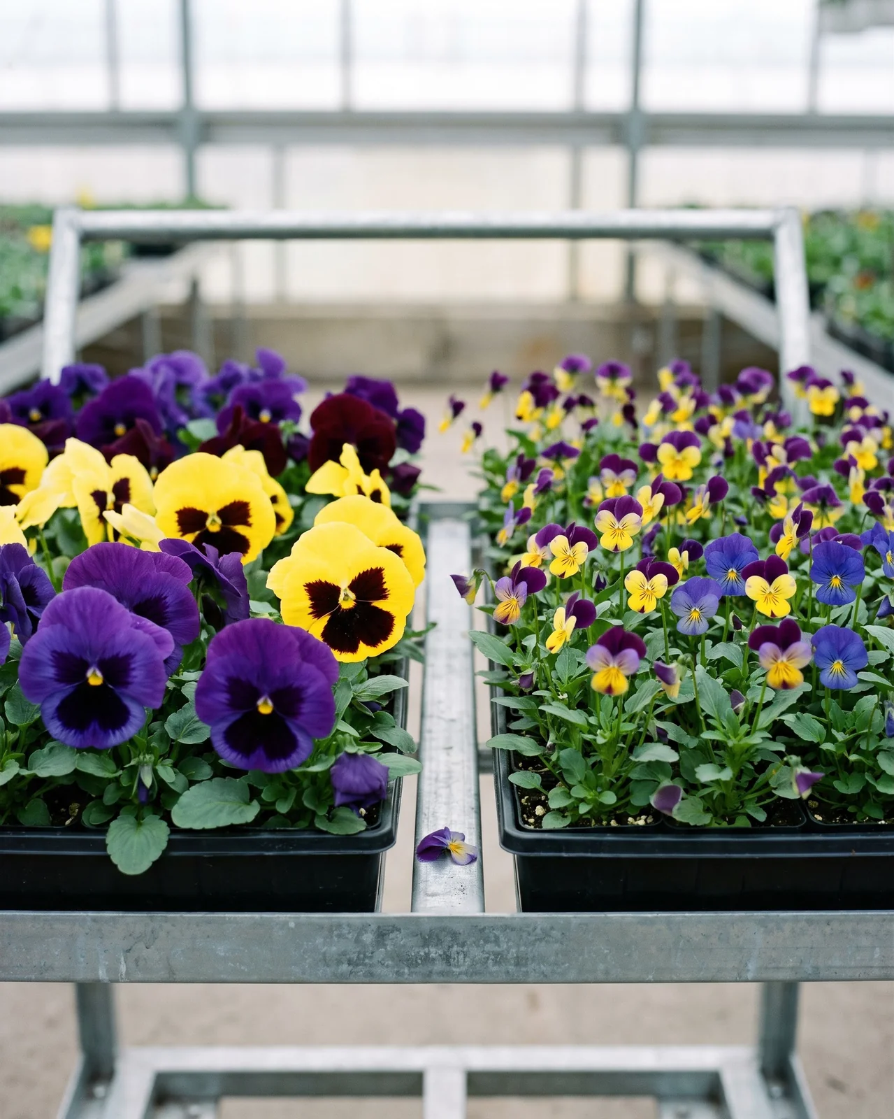 Nursery flats comparing large pansy flowers with smaller viola blooms side by side