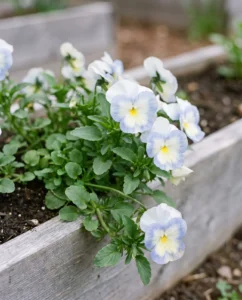 Cool Wave Frost trailing pansies cascading over a cedar raised bed