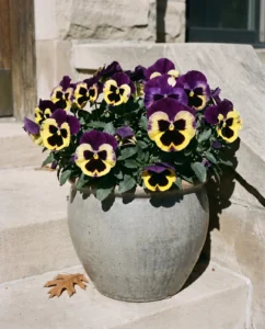Majestic Giants pansies in a stone planter on porch steps