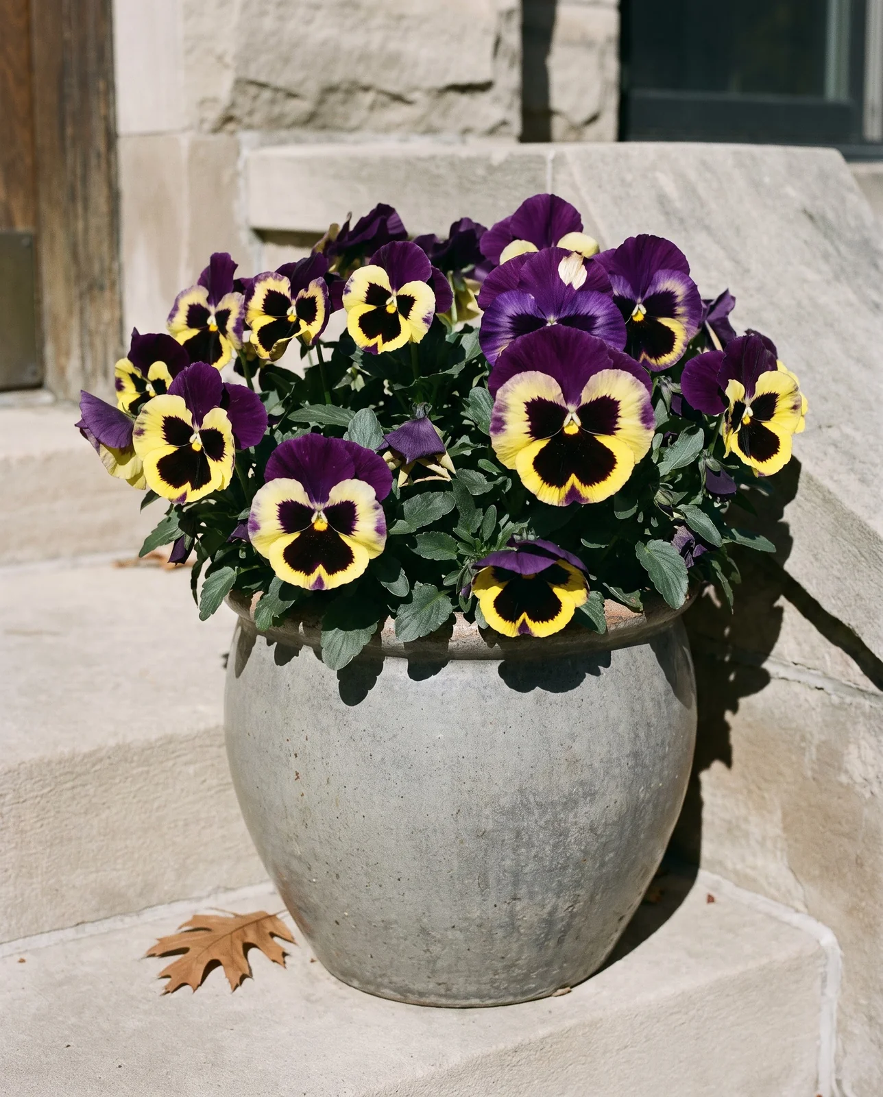 Majestic Giants pansies in a stone planter on porch steps