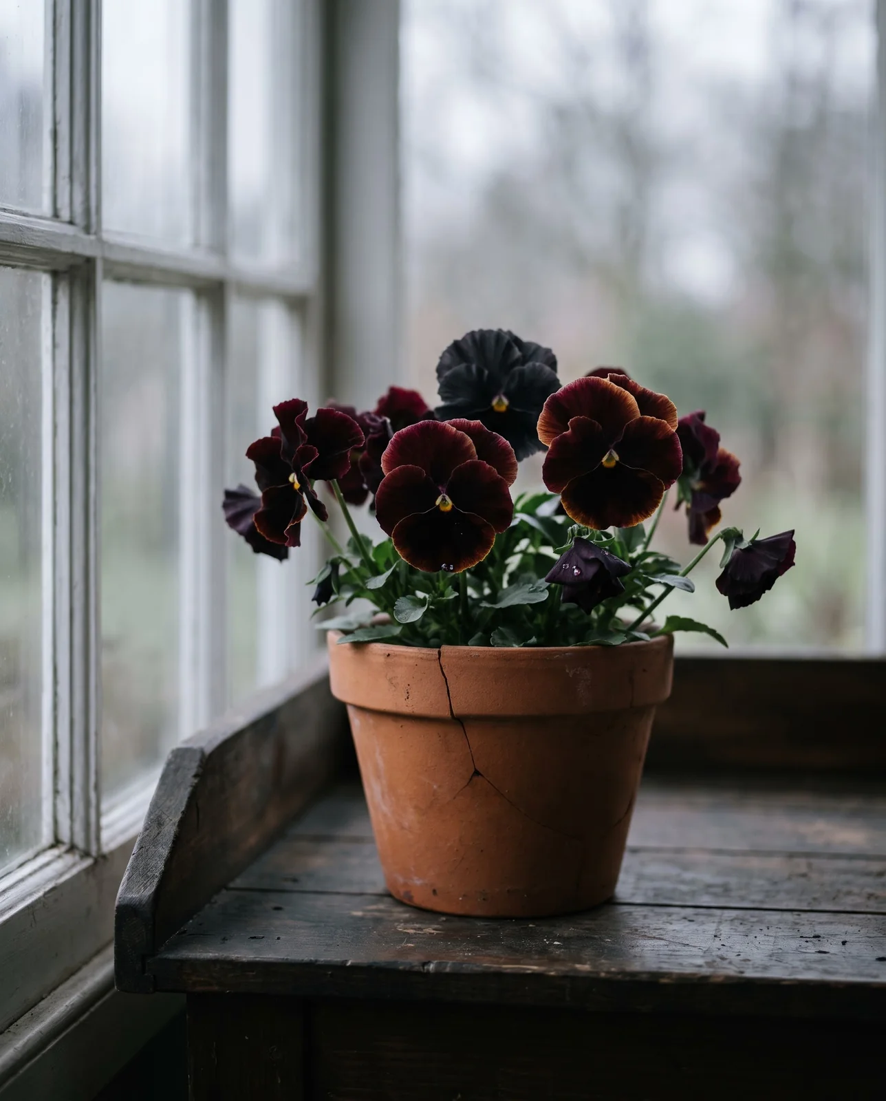 Dark burgundy Moulin Rouge pansies in a terracotta pot by a window