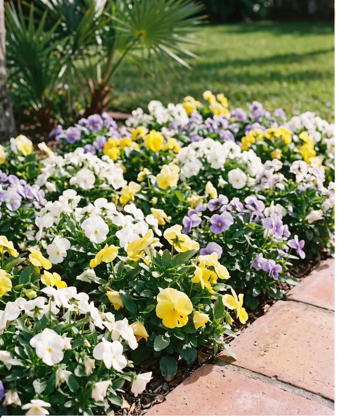 Pansies blooming profusely in a mild winter courtyard garden bed