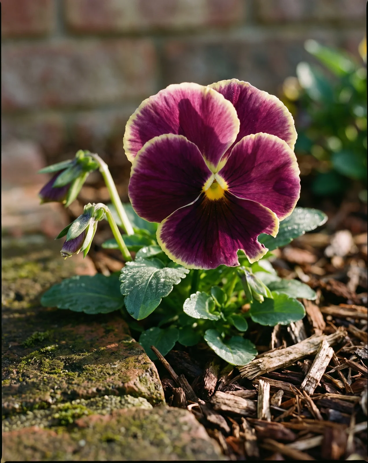 Bicolor pansy bloom with open petals in a brick garden bed
