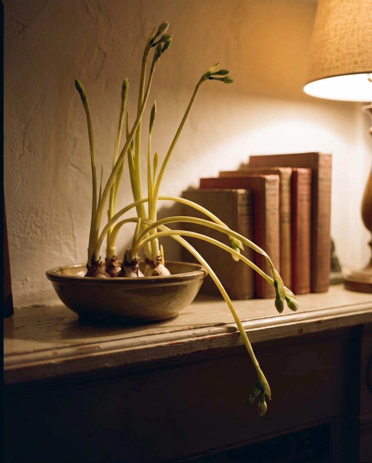 Untreated paperwhite daffodil stems flopping sideways on a living room mantel.