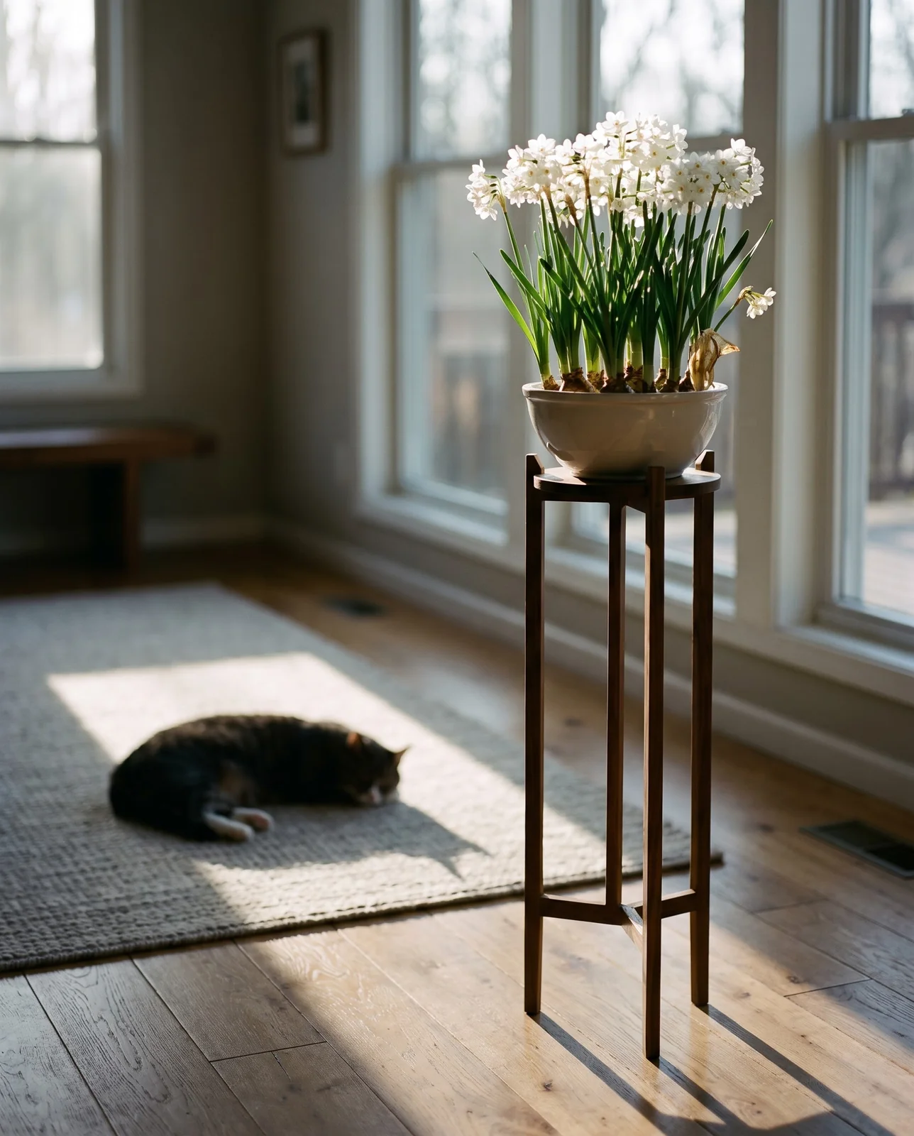 Blooming paperwhites on high plant stand safely away from sleeping cat.