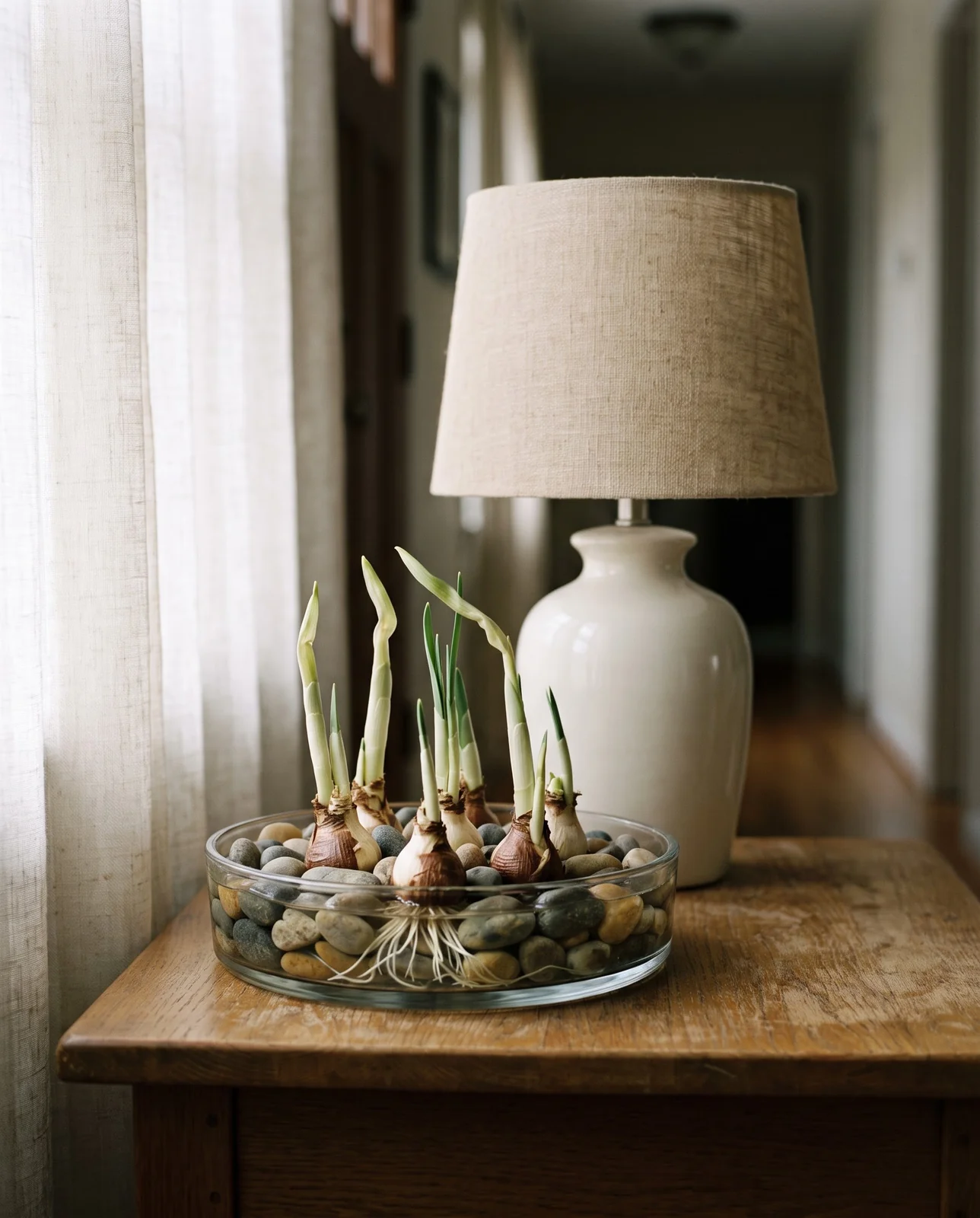 Paperwhite bulbs developing white roots and green shoots in shallow water.