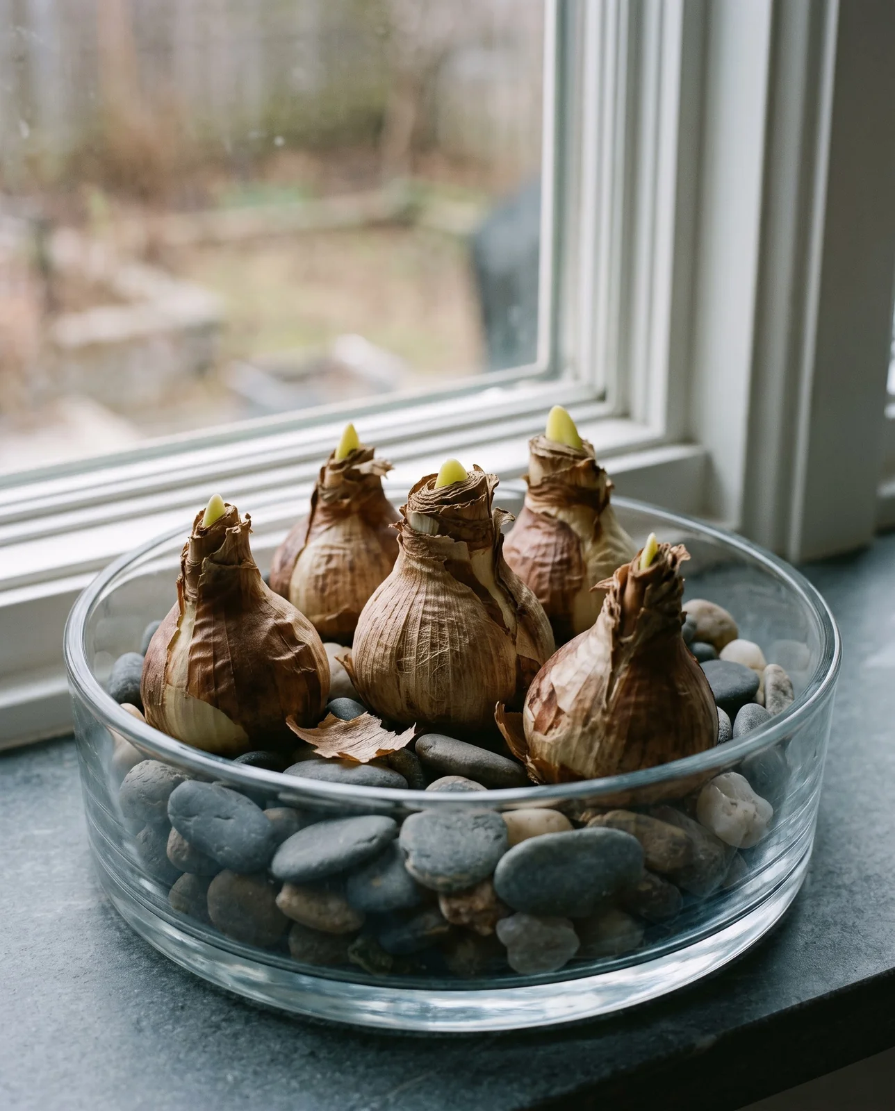 Dry paperwhite bulbs resting on river pebbles in a glass dish.