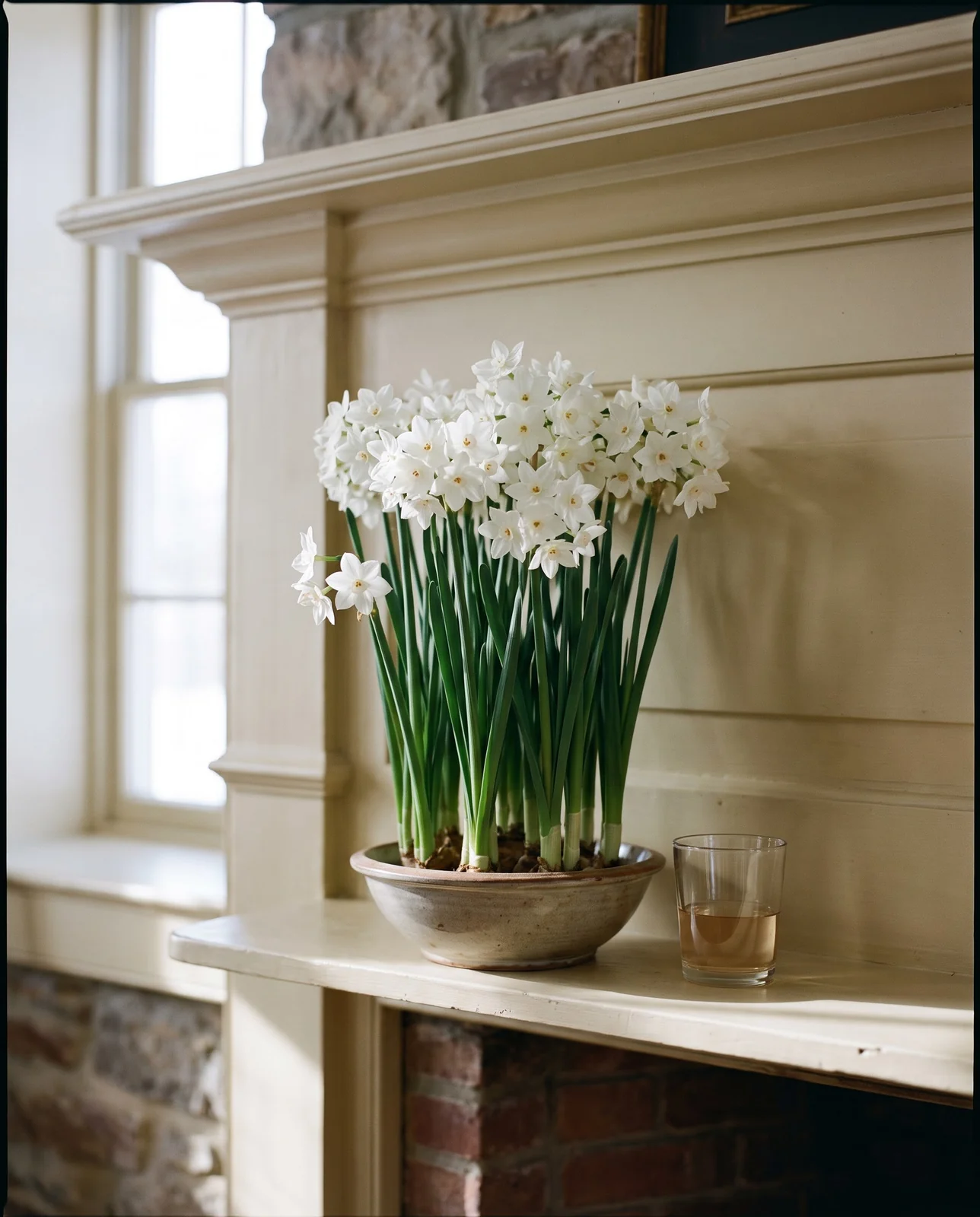 Compact upright paperwhite narcissus blooming sturdily on a wooden mantelpiece.