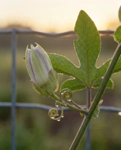passionflower gallery dew morning bud tendril