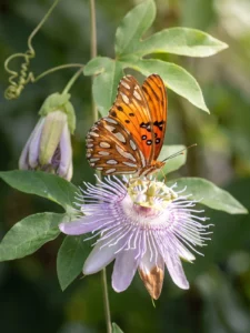 passionflower gallery fritillary butterfly flower