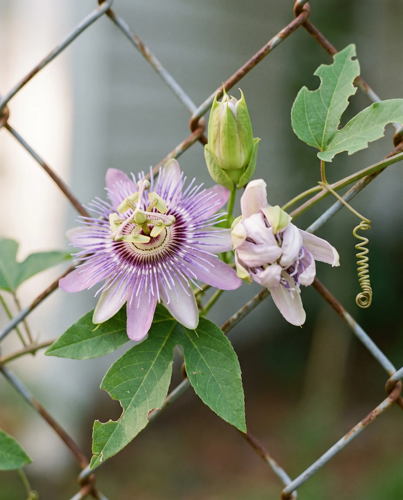One passionflower open in the morning beside yesterday's flower closed and wilting on the same vine