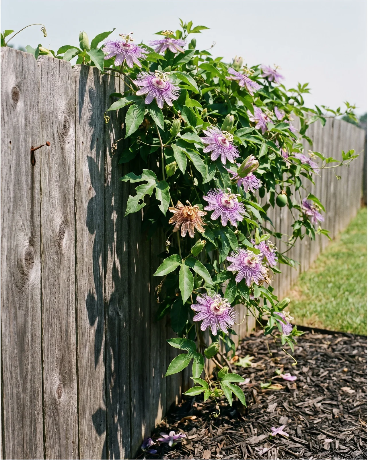 A passionflower vine in full bloom on a fence in open sun with many flowers and a sharp shadow on the lawn