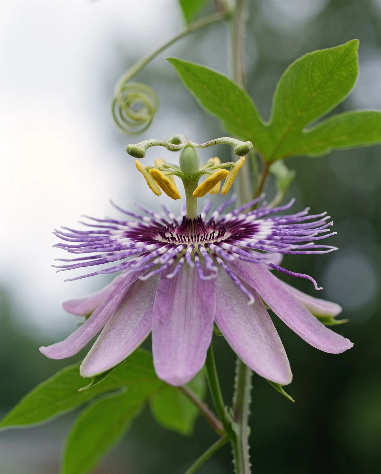 Close view of a passionflower from the side showing the ten petals and sepals, the fringed corona, five anthers and three stigmas