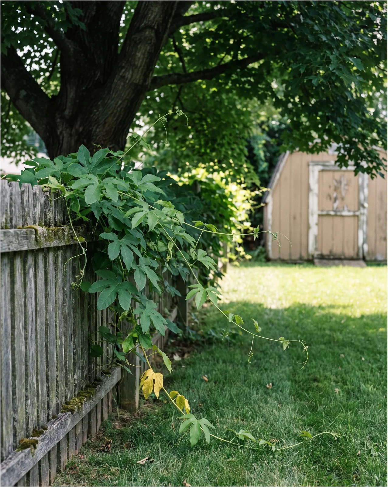 A lush leafy passionflower vine with no flowers growing in the shade of a tree on a fence