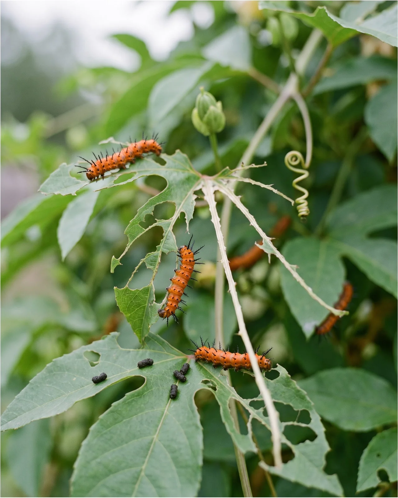 Orange gulf fritillary caterpillars with black spines eating passionflower leaves down to the stems