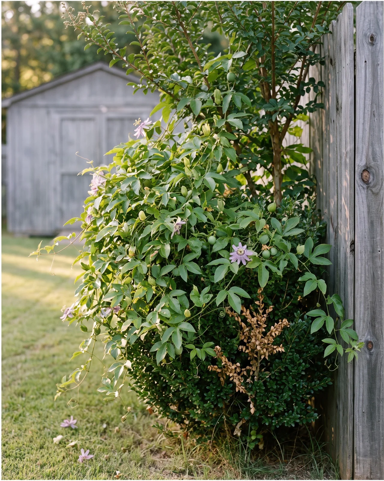 A maypop vine smothering a garden shrub and climbing into a small tree beside a fence in late summer