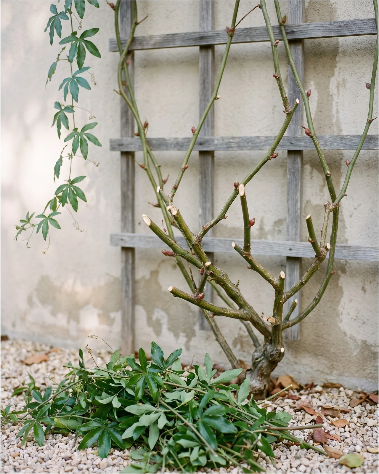 A blue passionflower vine on a trellis cut back hard in early spring with fresh pale cut ends and new buds