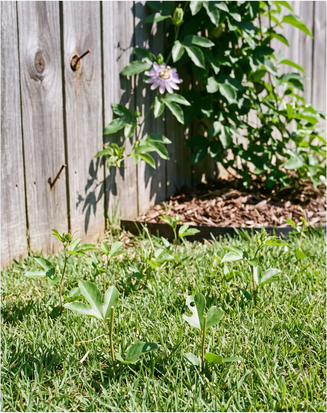 Young maypop shoots popping up through a lawn several feet from the parent vine on a fence
