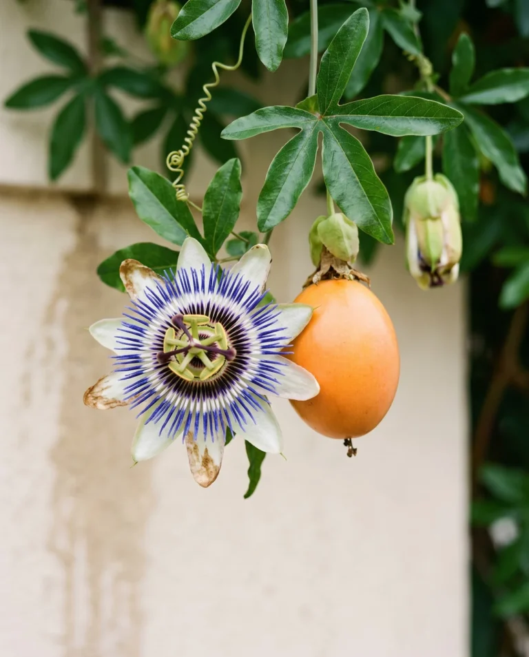 Blue passionflower with white petals and blue-banded corona beside its orange egg-shaped fruit on a vine