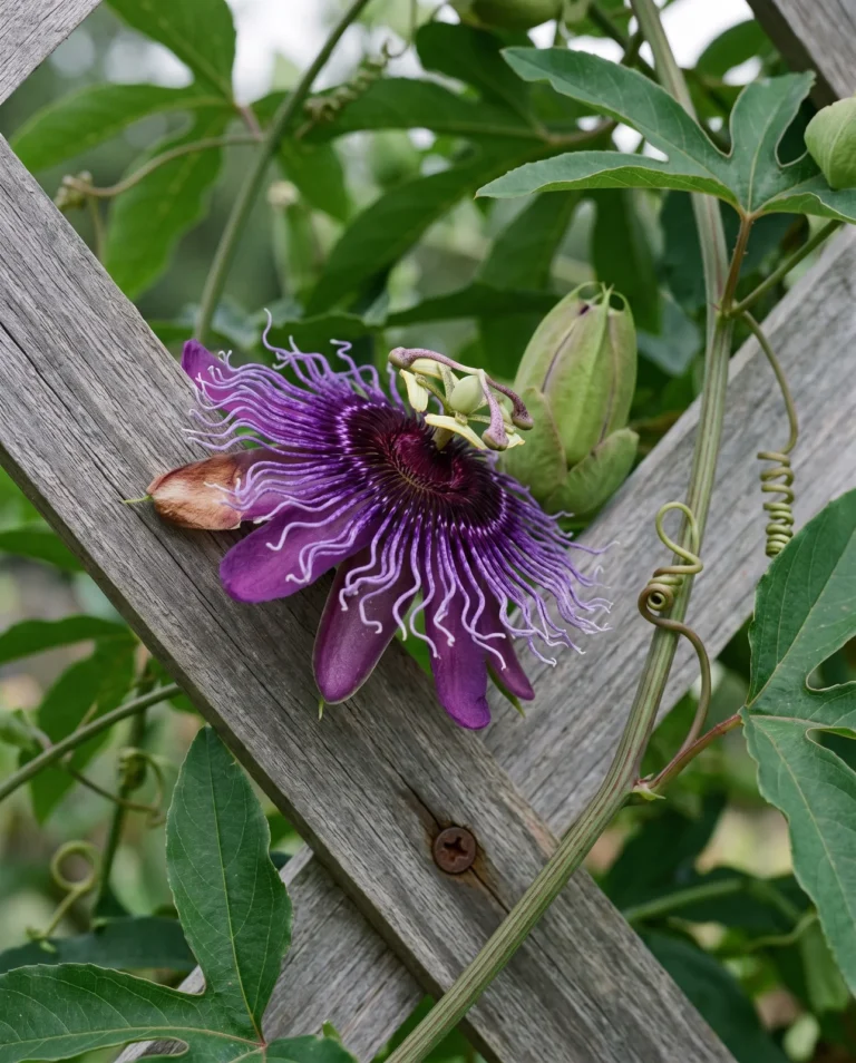 Incense passionflower with a large deep violet fringed flower on a vigorous vine over a trellis