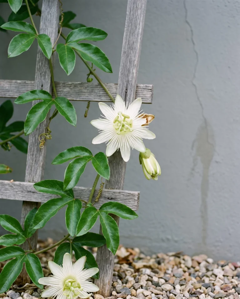 Constance Elliot passionflower with pure white flowers and a white corona on a glossy-leaved vine by a wall