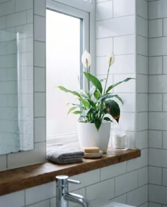 peace lily gallery bathroom frosted