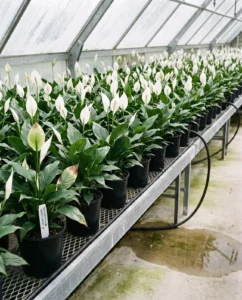 peace lily gallery greenhouse bench