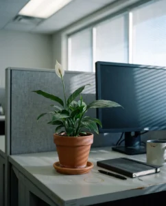peace lily gallery office desk