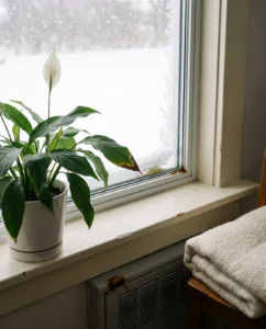 peace lily gallery winter window