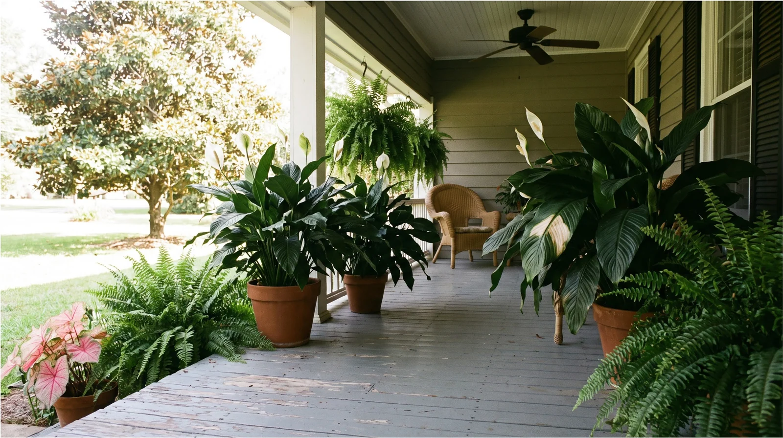 Wide view of peace lilies summering on a shaded porch in pots among ferns on a humid afternoon